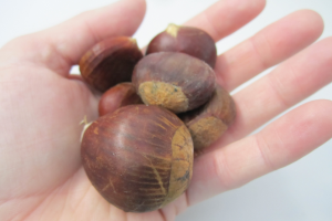 Considering chestnut production? Attend the Midwest Nut Producers Council annual meeting.