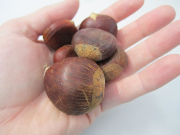 Chestnuts at harvest. Photo by Erin Lizotte, MSU Extension