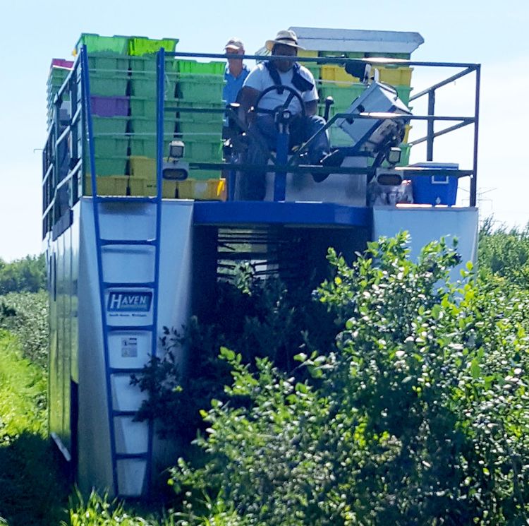 Mechanical blueberry harvesters allow a small number of workers to quickly harvest large volumes of blueberries. Photo: Mark Longstroth, MSU Extension.