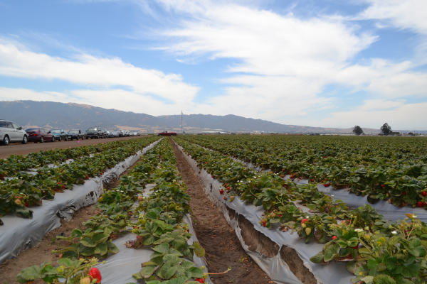 Image of crops