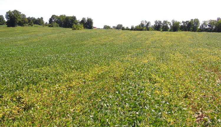 Potassium-deficient soybeans.