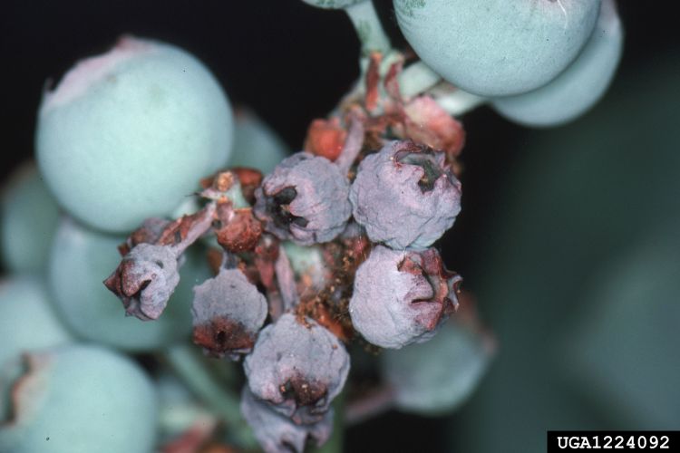Cranberry fruitworm damage to blueberries.