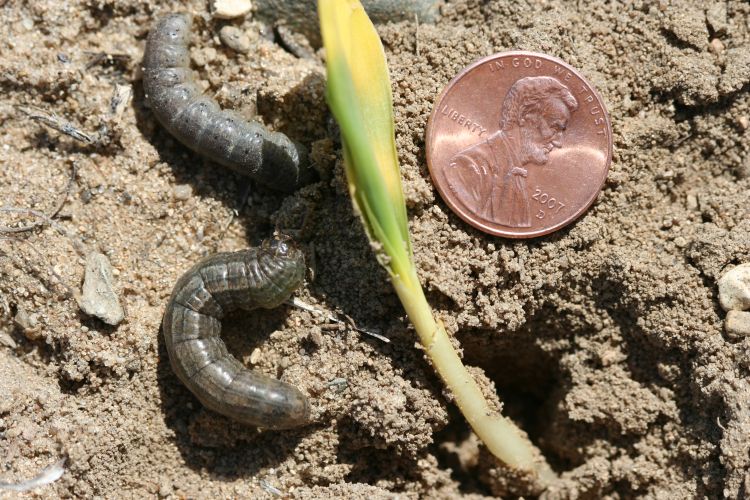 Black cutworm larvae collected under dead and dying chickweed.