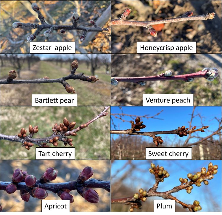 Different types of tree fruit starting to bloom.