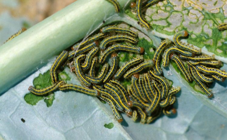 An aggregation of young zebra caterpillars.