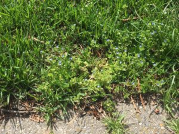 corn speedwell plant