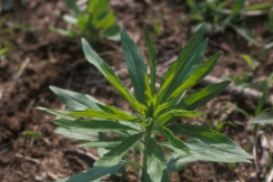 Horseweed (marestail) – Conyza canadensis