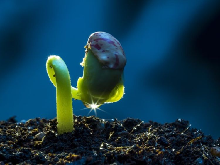a  green seedling emerging from soil