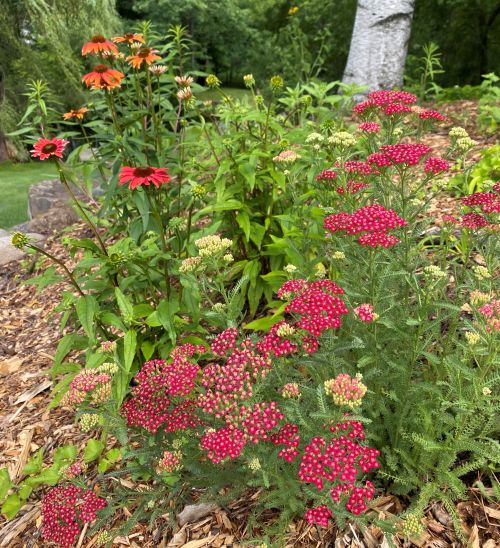 Coneflowers and yarrow in a garden.