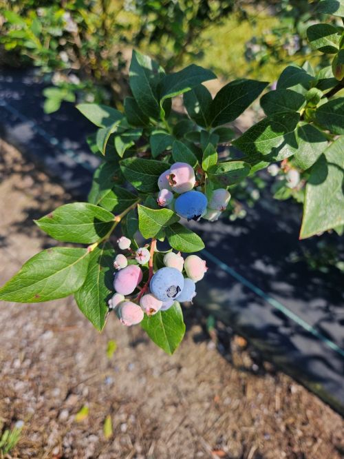 Blueberries