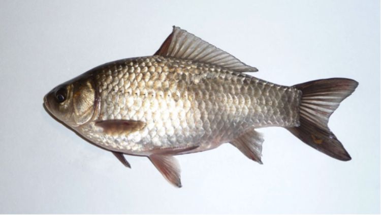 A Prussian carp looks like a goldfish but is often silver. The fish is invasive and has found its way to Canada. Photo: George Chernilevsky - Own work, CC BY-SA 3.0