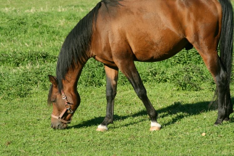 Horse eating grass