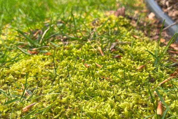 How I Grow Moss in My Garden and Why You Should Consider it Too