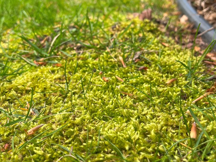 Moss outlet in lawn