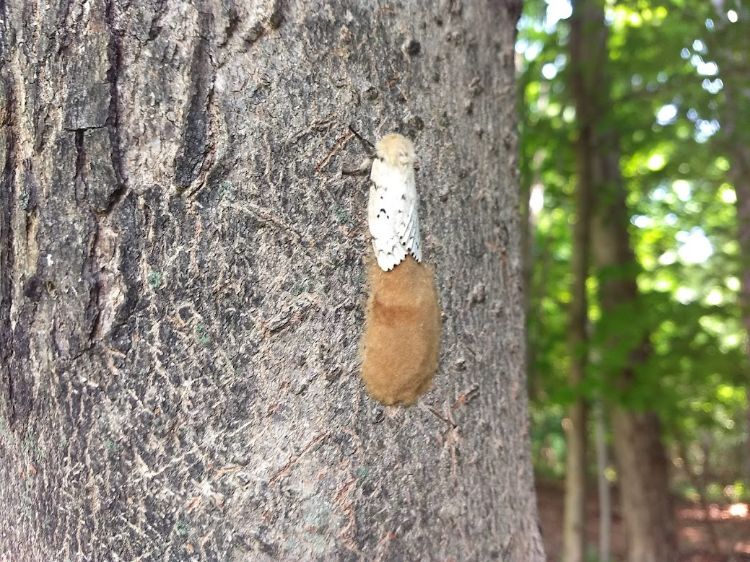 Spongy moth laying egg mass on Norway maple tree.