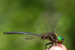 Citizen scientists invited to learn how to protect endangered dragonfly in northeast Michigan