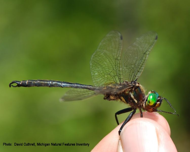 An adult Hine’s Emerald Dragonfly is the focus of this coastal habitat conservation project in northeast Michigan. Photo credit: David Cuthrell, Michigan Natural Features Inventory