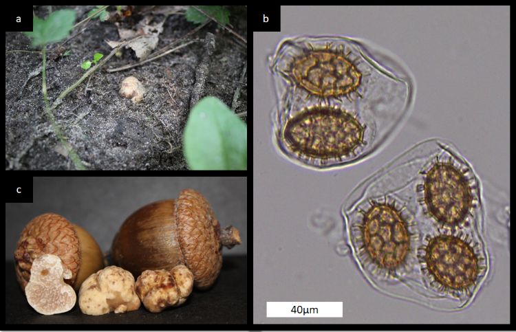 a) Exposed peridium of T. floridanum after heavy rain removed loose soil. b) Ascii containing two and three reticulated T. floridanum spores. c) Tuber floridanum resting amongst acorns from the host oak tree. This picture also shows the marbled gleba from inside the truffle.