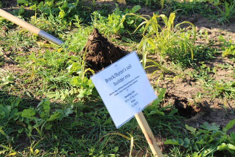 Soil builder mix from on-farm cover crop field day in Daggett, Michigan. All photos by Ashley McFarland, MSU