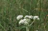 Common boneset