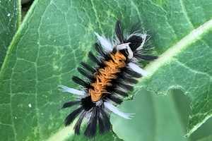 Milkweed Tussock Moth Larvae Feed On Common Milkweed Msu Extension