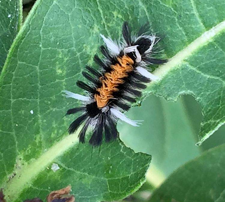 Colorful milkweed tussock moth larvae feeding. All photos: Patrick Voyle.