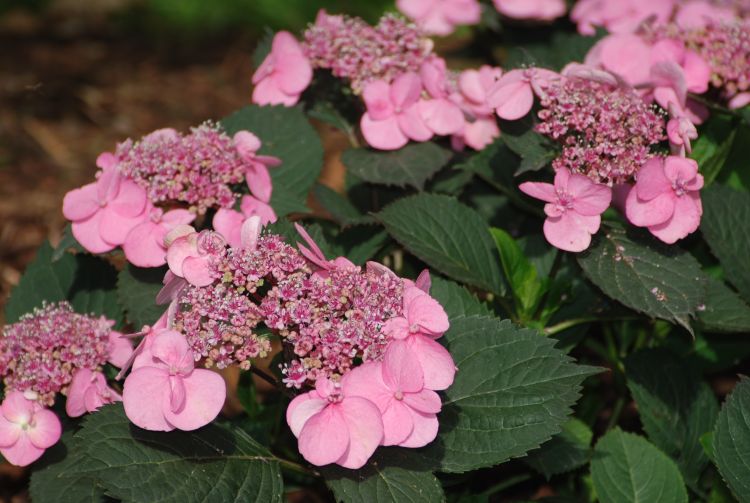 New, compact hydrangeas fit nicely in any landscape. Photo: Rebecca Finneran, MSU Extension.