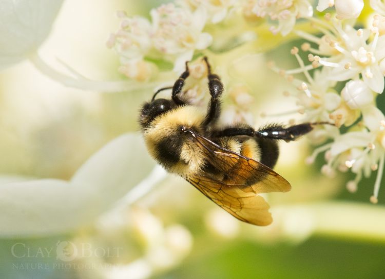 The rusty patched bumble bee is the first species of bumble bee to be put on the official endangered species list. It can be found in public gardens in the very short list of towns where it is still present. Photo by Clay Bolt.