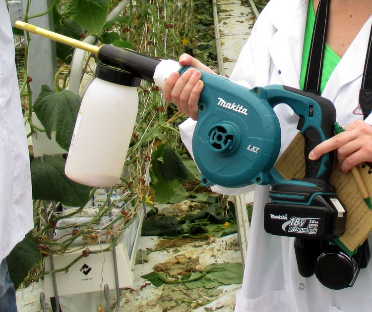 Photo 1. A pollen gun used to distribute cattail pollen (Nutrimite, Biobest) over a high-wire cucumber crop. Photo credit: Heidi Wollaeger, MSU Extension