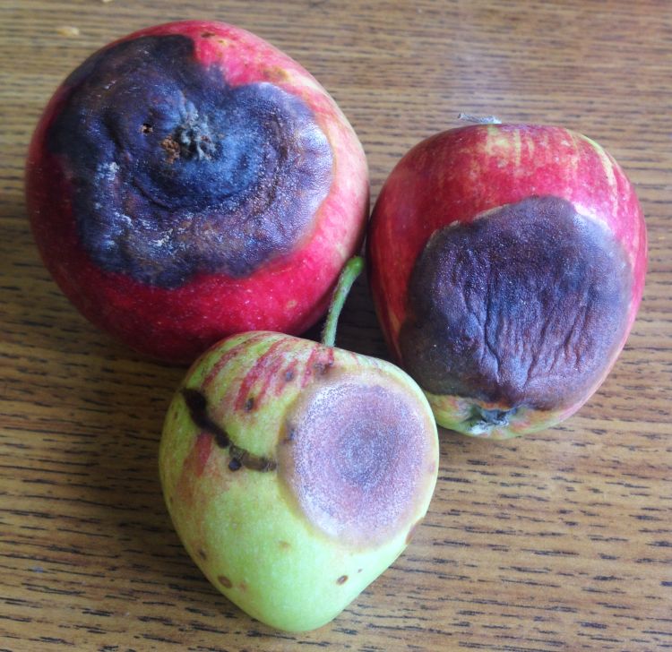 Bitter rot symptoms on ‘Chenango’ apple fruit, showing the faint salmon-colored conidia masses typical of some strains of the pathogen. Photo by Bill Shane, MSU Extension