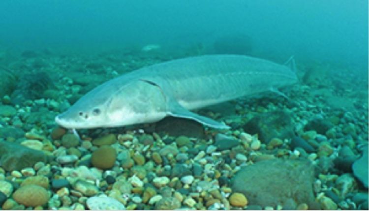 A research experiment to restore fish spawning habitat in the Detroit River seeks to increase numbers of native fish, including sturgeon. Photo credit: Michigan Sea Grant