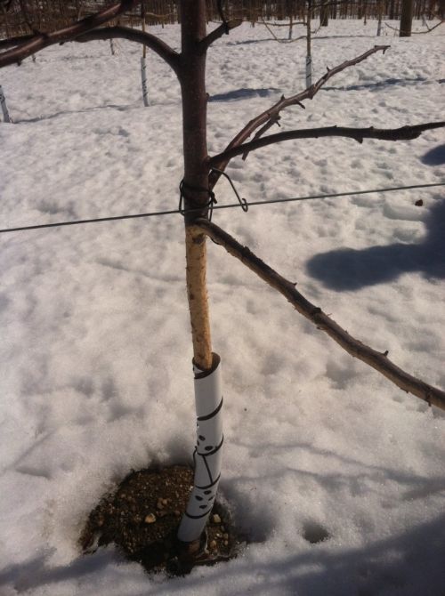 Rabbit damage on fruit trees near St. Johns, Mich. Photo by Brian Levene, Agronomic Sciences, Agro-Culture Liquid Fertilizer. 