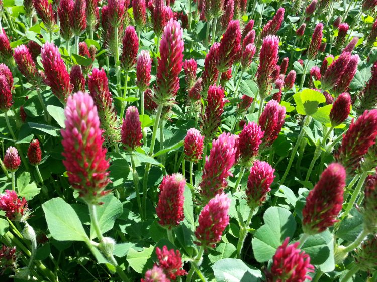 Crimson clover