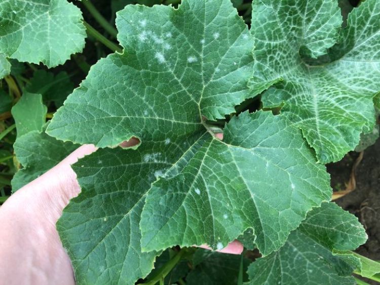 Powdery mildew on the underside of leaves