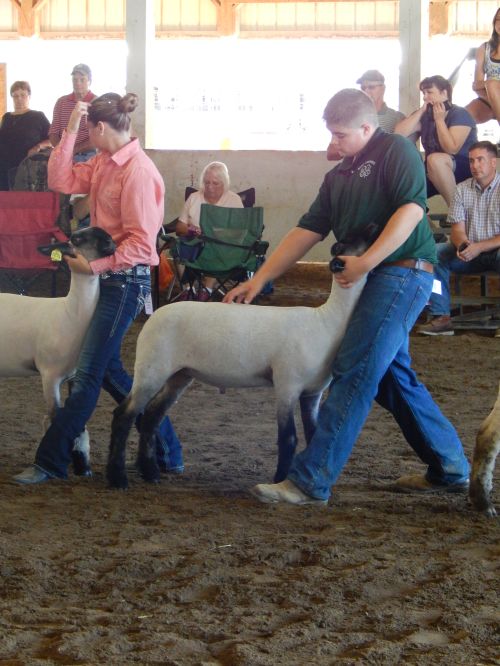 Nate Scovill at a lamb show.