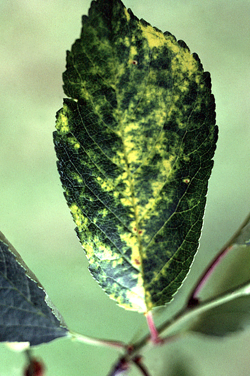  Leaves have an irregular, green to yellow mottling and interveinal chlorosis. 