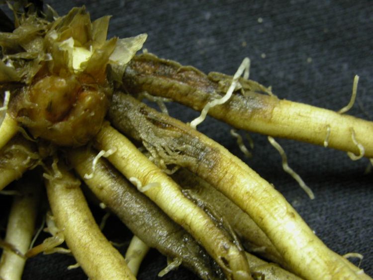 Photo 1. Grayish, shriveled, water-soaked, infected storage roots of an asparagus crown infected with Phytophthora.