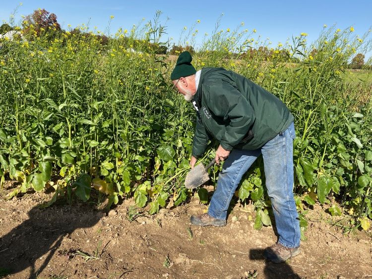 Dean Baas in the cover crop variety trials