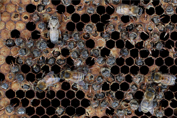 Frame of adult bees who have died on emergence.