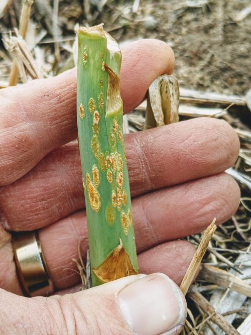 Rust aeciospore lesions on asparagus.