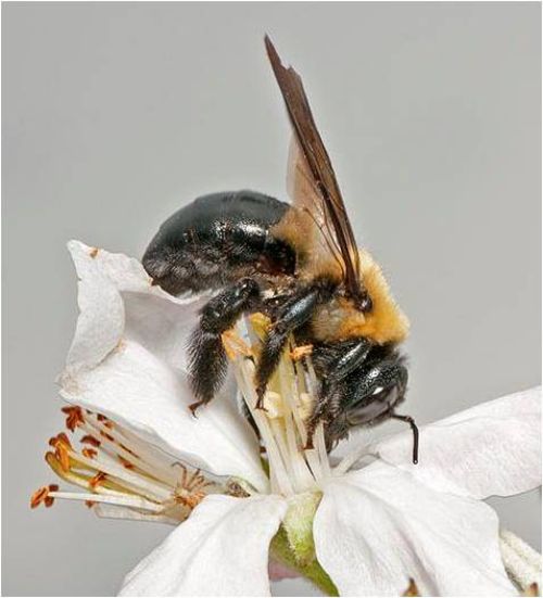 Xylocopa virginica on apple.