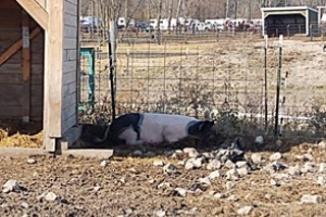 Lessons from a survey to assess FAD preparedness among pig owners in one Michigan county