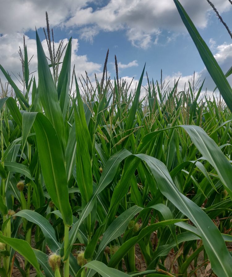 Corn field