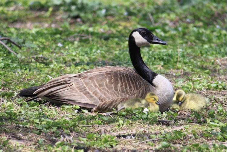 Photo by Bethany Bohlen, Michigan State University Extension