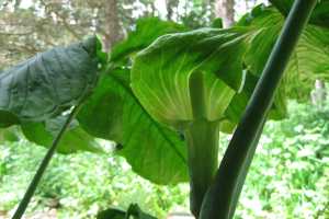Wallpaper Propagating Jack In The Pulpit Msu Extension For iPhone