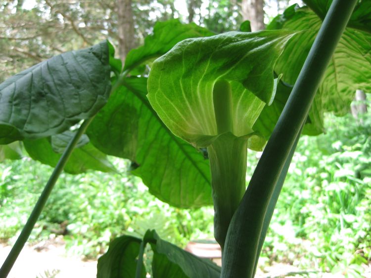Jack-in-the-Pulpit with flower. All photos by Patrick Voyle
