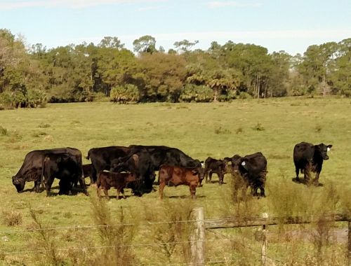 Preparing for a beef project starts long before the cattle arrive.