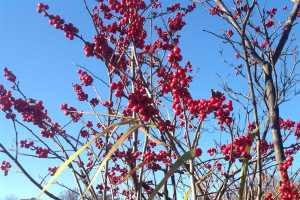 Winterberry Michigan S Native Holly Msu Extension