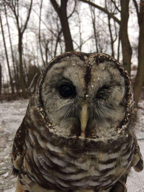 An owl in the forest.