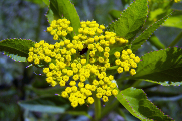 Golden Alexanders